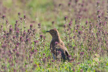 Common Cuckoo (Cuculus canorus) feeding on grass in meadow