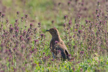 Common Cuckoo (Cuculus canorus) feeding on grass in meadow