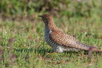 Common Cuckoo (Cuculus canorus) feeding on grass in meadow