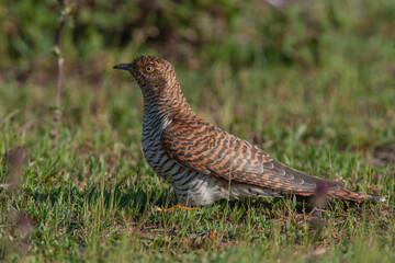 Common Cuckoo (Cuculus canorus) feeding on grass in meadow