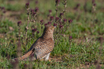 Common Cuckoo (Cuculus canorus) feeding on grass in meadow