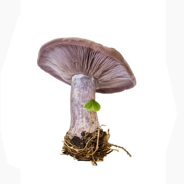 forest mushroom ryadovka purple on a white background isolated, closeup