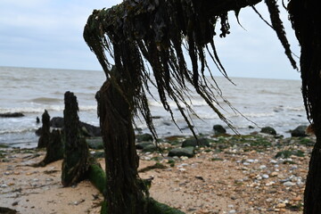 driftwood on the beach