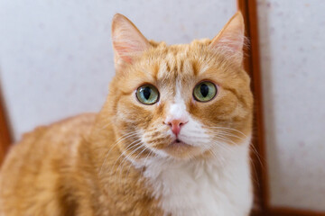 Fototapeta na wymiar Close-up portrait of an adult red cat.