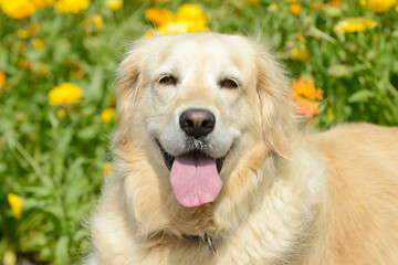 dog  golden retriever portrait in front of flowers