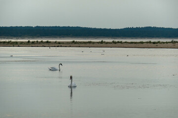 The coastal line of a sandy beach by the Baltic Sea on Sobieszewo island, Poland. There is a small pond separated from the sea by sand dunes with two swans swimming across it. A bit of overcast.