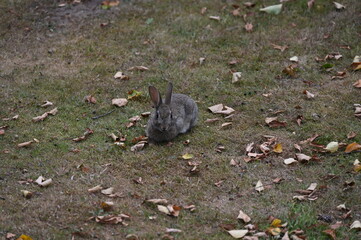 young rabbit grazing