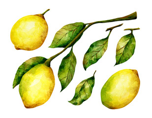 Lemon watercolor illustrations. Citrus fruit branch, leaves isolated on white background. Limon clip art set.