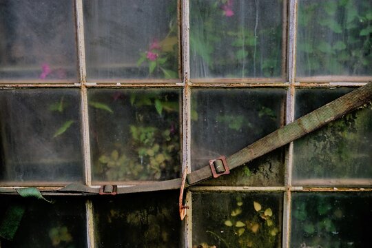 K&auml;stchenfenster Glasscheibe befestigt mit einem G&uuml;rtel an der Wand, dahinter befinden sich pinkfarbenes Blumengew&auml;chs 
