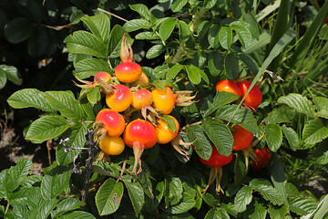 赤く熟れる途中の夏のハマナスの実