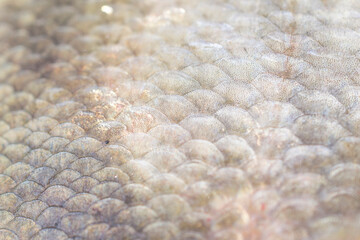 amazing fish scales shining in the sun, scales sparkling in the light - beautiful narure background © a_darya