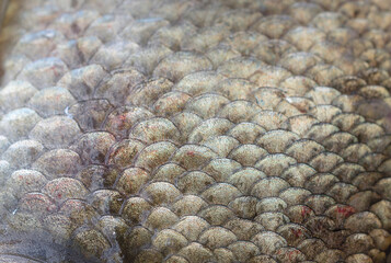 amazing fish scales shining in the sun, scales sparkling in the light - beautiful narure background © a_darya