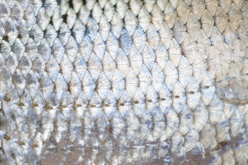 amazing fish scales shining in the sun, scales sparkling in the light - beautiful narure background © a_darya