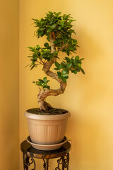 Ficus Ginseng Bonsai tree in plastic pot. Ficus microphylla Ginseng. Home plant

