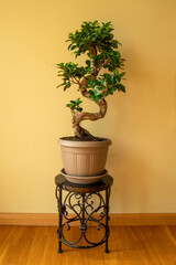 Ficus Ginseng Bonsai tree in plastic pot. Ficus microphylla Ginseng. Home plant

