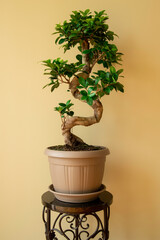 Ficus Ginseng Bonsai tree in plastic pot. Ficus microphylla Ginseng. Home plant
