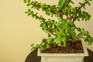 Bonsai Portulacaria. Portulacaria afra or Elephant Bush is a small-leaved succulent from South Africa. Bonsai tree
