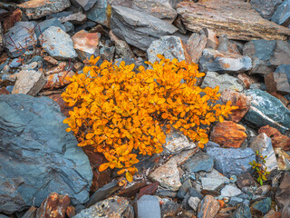 Yellow dwarf birch bush grows on the stones in autumn. Close up.