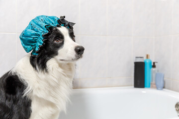 Funny indoor portrait of puppy dog border collie sitting in bath gets bubble bath wearing shower cap. Cute little dog in bathtub ready for wash in bathroom. Spa treatments in grooming salon concept.