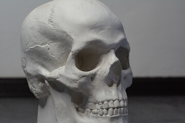 Plaster Skull