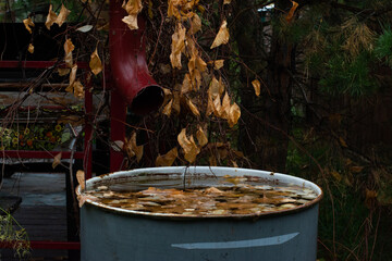 Autumn foliage attacked the barrel from the drain
