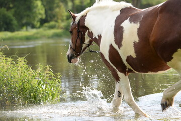 Gescheckte Pferde beim Baden im Fluß