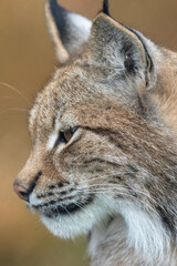 The Eurasian lynx - Lynx lynx - close up portrait of adult animal