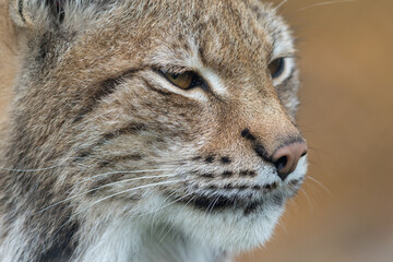 Fototapeta premium The Eurasian lynx - Lynx lynx - close up portrait of adult animal