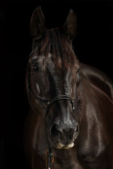 Black horse portrait with black background