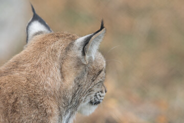The Eurasian lynx - Lynx lynx - adult animal neck and ears