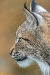 Obraz premium The Eurasian lynx - Lynx lynx - close up portrait of adult animal