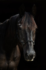 Black horse portrait with black background