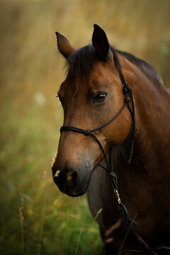 Brown horse potrait in nature background