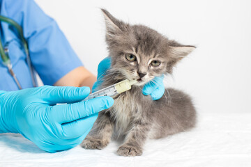 The veterinarian gives the kitten medicine or vitamins. Diseases in kittens, a remedy for the...
