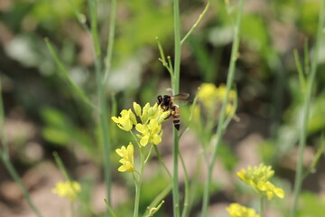 A bee collecting honey and wax from the yellow flowers of a standing crop in a mustard field