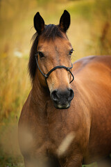 Naklejka premium Brown warmblood horse in front of a summer grain field 