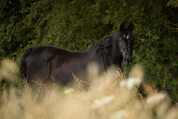 Black warmblood horse in front of a summer grain field 