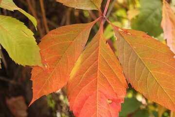 colorful season, beautiful flowers, harves, grapes, colorful leaves, fall 