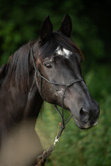 Fototapeta premium Black warmblood horse in front of a summer grain field 