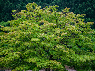 日本の美　特別史跡
一乗谷朝倉氏遺跡　