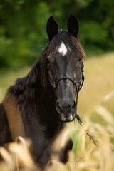 Black warmblood horse in front of a summer grain field 