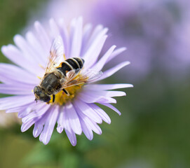 bee on a flower