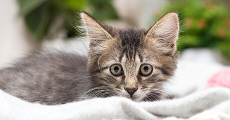 Attentive gray fluffy kitten looks into the camera close-up banner.