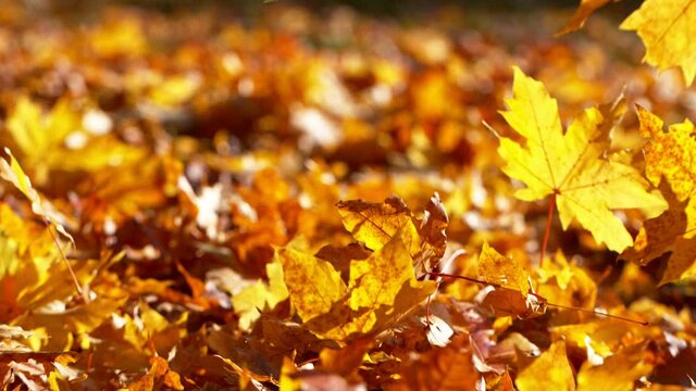 Super slow motion of falling autumn maple leaves. Filmed on high speed cinema camera, 1000 fps.