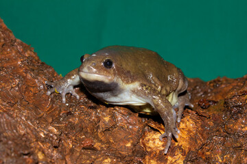 Indian balloon frog- Uperodon globulosus, Maharashtra, India