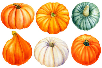 Watercolor pumpkins. Hand painted pumpkins, isolated background. Autumn festival. Botanical illustration for design