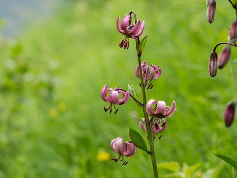 Closeup of a martagon lily in the Austrian alps