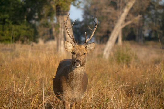 Hard Ground Swamp Deer, Barasingha- Rucervus duvaucelii, Kanha Tiger Reserve, Madhya Pradesh, India