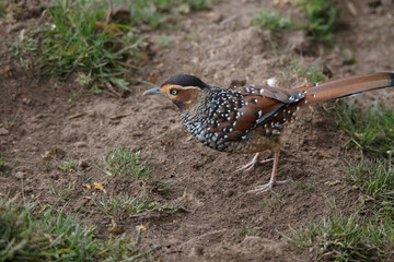 Spotted Laughingthrush,  Lanthocincla ocellata, Nepal