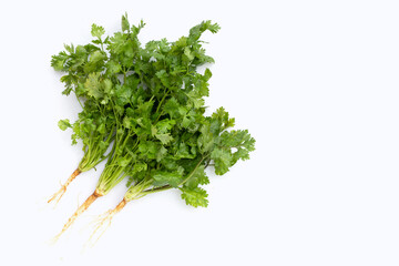 Fresh coriander on white background.